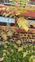 Koelreuteria paniculata
