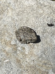 Pseudacris cadaverina