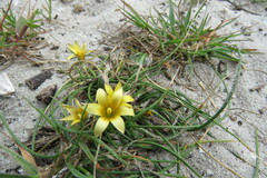 Romulea flava