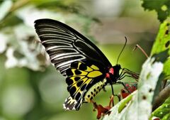 Troides minos