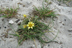 Romulea flava
