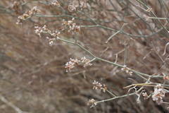 Eriogonum nummulare