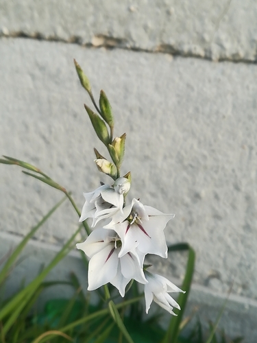 Image of Winter Pypie (Gladiolus wilsonii) by (c) Gareth, some rights reserved (CC BY)