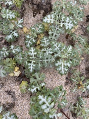 Ambrosia chamissonis