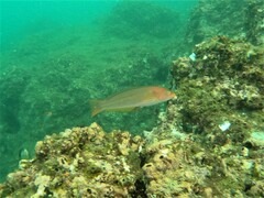 Halichoeres dispilus