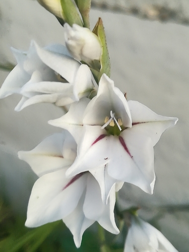 Image of Winter Pypie (Gladiolus wilsonii) by (c) Gareth, some rights reserved (CC BY)