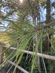 Pinus serotina