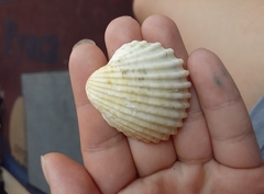 Acanthocardia tuberculata