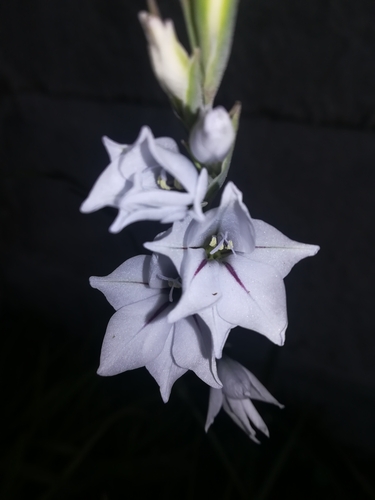 Image of Gladiolus wilsonii by (c) Gareth, some rights reserved (CC BY)