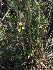 Coreopsis