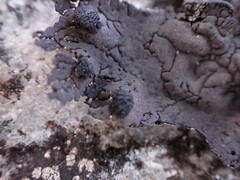 Umbilicaria torrefacta