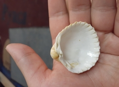 Acanthocardia tuberculata