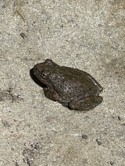 Pseudacris cadaverina