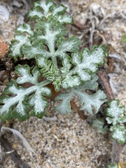 Ambrosia chamissonis