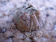 Hexanauplia