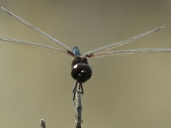 Macrodiplax balteata