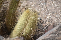 Bergerocactus emoryi
