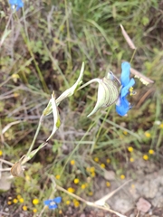 Commelina dianthifolia