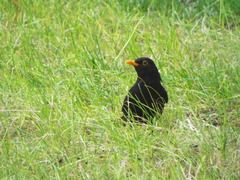 Turdus merula