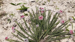 Serruria trilopha