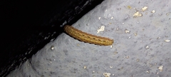 Spodoptera
