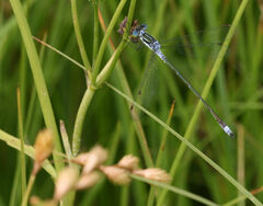 Lestes disjunctus