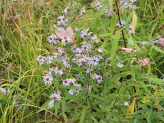 Symphyotrichum puniceum puniceum