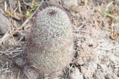 Mammillaria dioica dioica