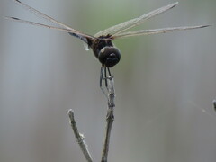 Macrodiplax balteata