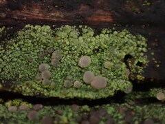 Icmadophila ericetorum