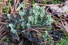 Cladonia chlorophaea