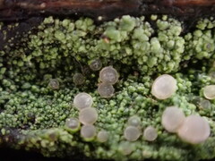 Icmadophila ericetorum