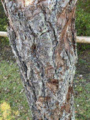 Pinus serotina