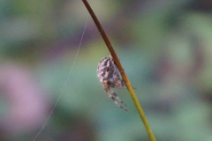 Araneus diadematus