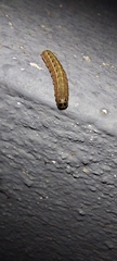 Spodoptera