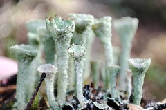 Cladonia chlorophaea