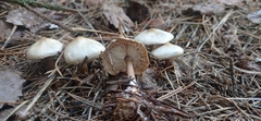 Inocybe geophylla
