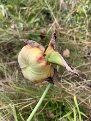 Sarracenia alata
