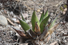 Agave shawii shawii