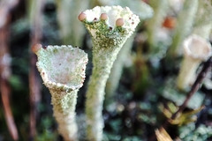 Cladonia chlorophaea