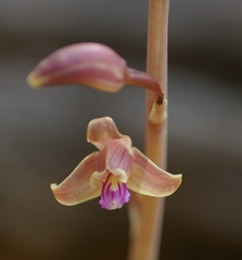 Bletia revoluta