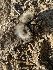 Dasymutilla sackenii