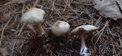 Inocybe geophylla