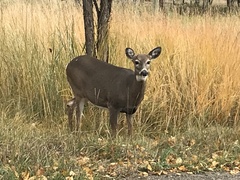 Odocoileus virginianus