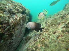 Stegastes acapulcoensis