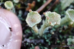 Cladonia chlorophaea