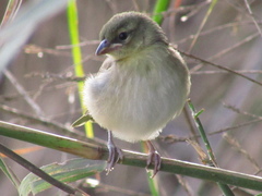Ploceus melanocephalus