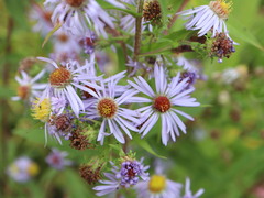 Symphyotrichum puniceum puniceum