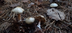 Inocybe geophylla