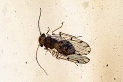 Ectopsocus petersi